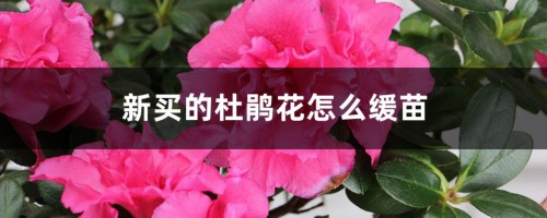 新买的杜鹃花怎么缓苗