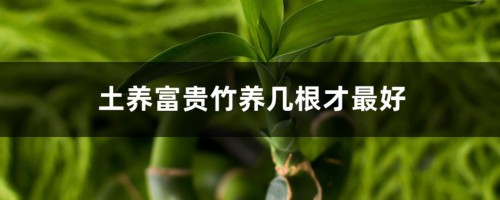 土养富贵竹养几根才最好，土养富贵竹怎么变粗