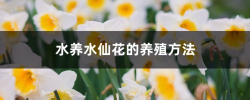 水养水仙花的养殖方法，多久换一次水