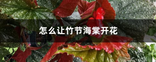 怎么让竹节海棠开花